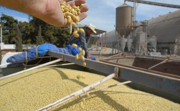 Petición de productores: mantener el programa de almacenamiento sin costo para el frijol