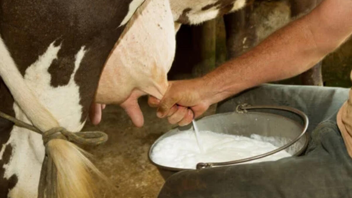 La introducción de leche en polvo golpea al sector ganadero de Ahome