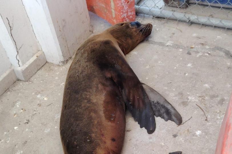 Semar y Profepa rescatan a un lobo marino en Cabo San Lucas