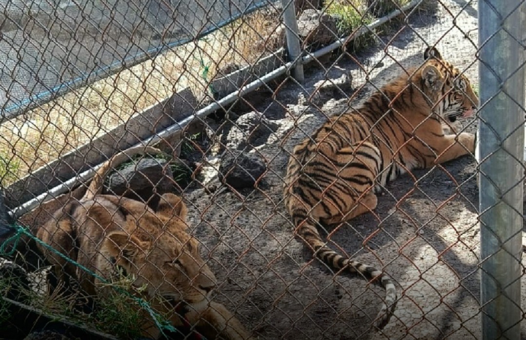 Rescate de una leona y un tigre en Jiquilpan