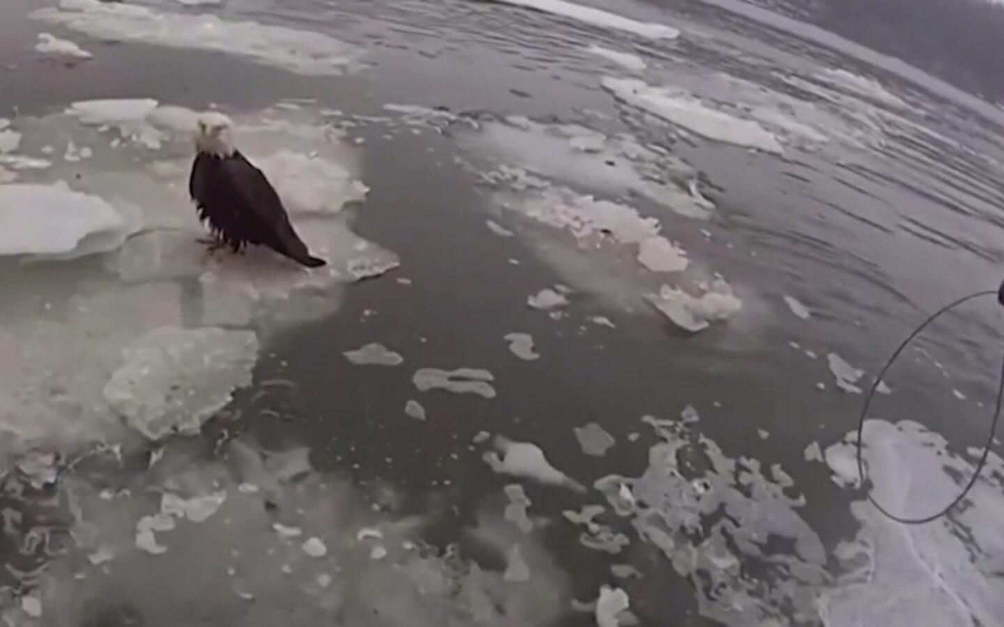 Rescate de un águila calva en el Hudson