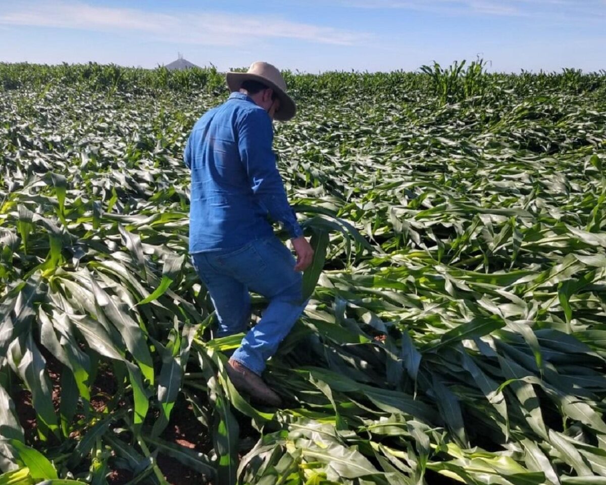 Fondos de aseguramiento están obligados a compensar a productores con pérdidas del 100% en maíz