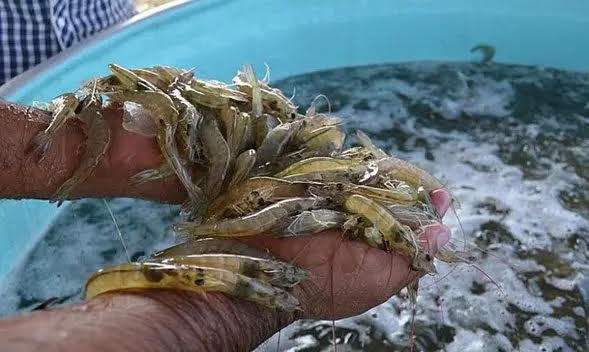 Acuacultores definen puntos prioritarios con autoridades de primer nivel de Gobierno Federal