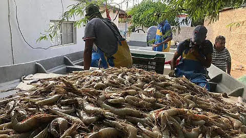 Se advierten complicaciones en el mercado del camarón durante este 2026: COADES