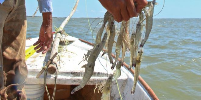 Sector pesquero enfrenta una crisis severa; piden cambio de fecha de inicio de captura