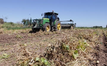 Producción de frijol se ve afectada por bajos rendimientos, amenaza la economía de los productores