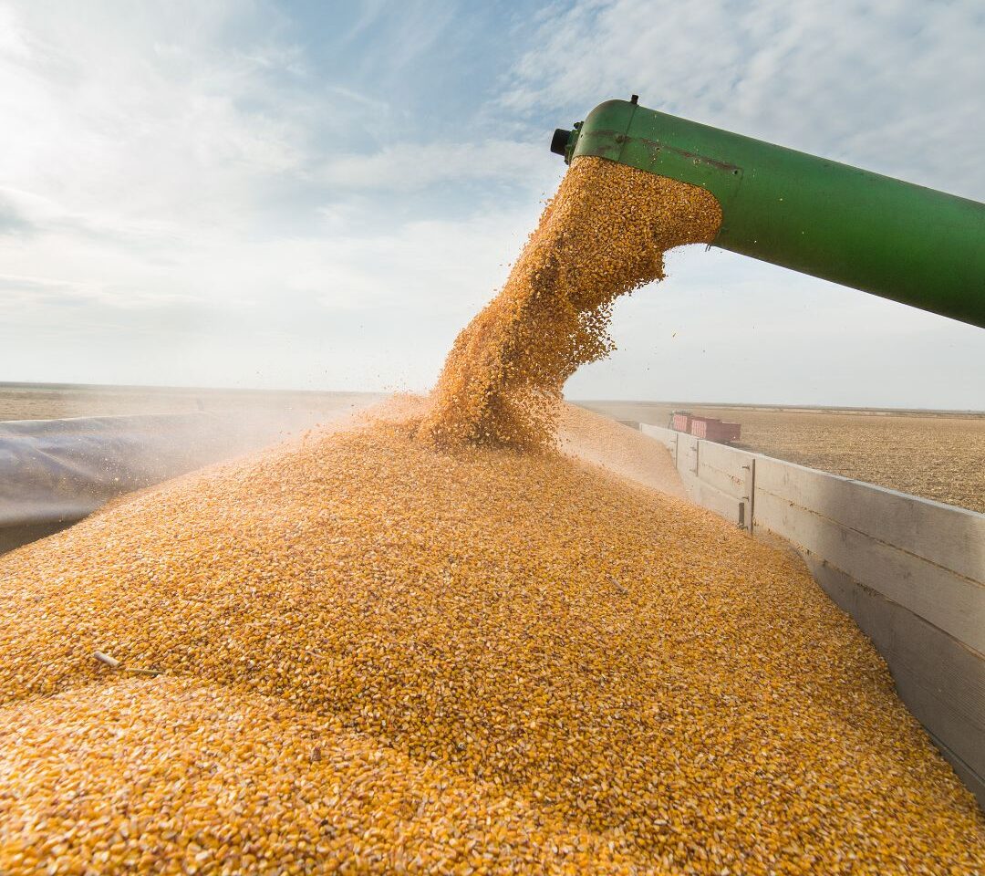 Federación dará a conocer esquema para el maíz blanco de Sinaloa a más tardar el 15 de marzo: Cota Montaño