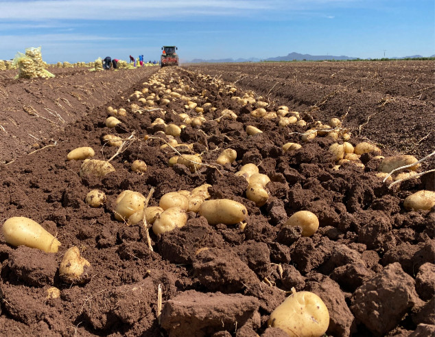 Productores de papa en espera de un impulso económico gracias al Mundial: CONPAPA