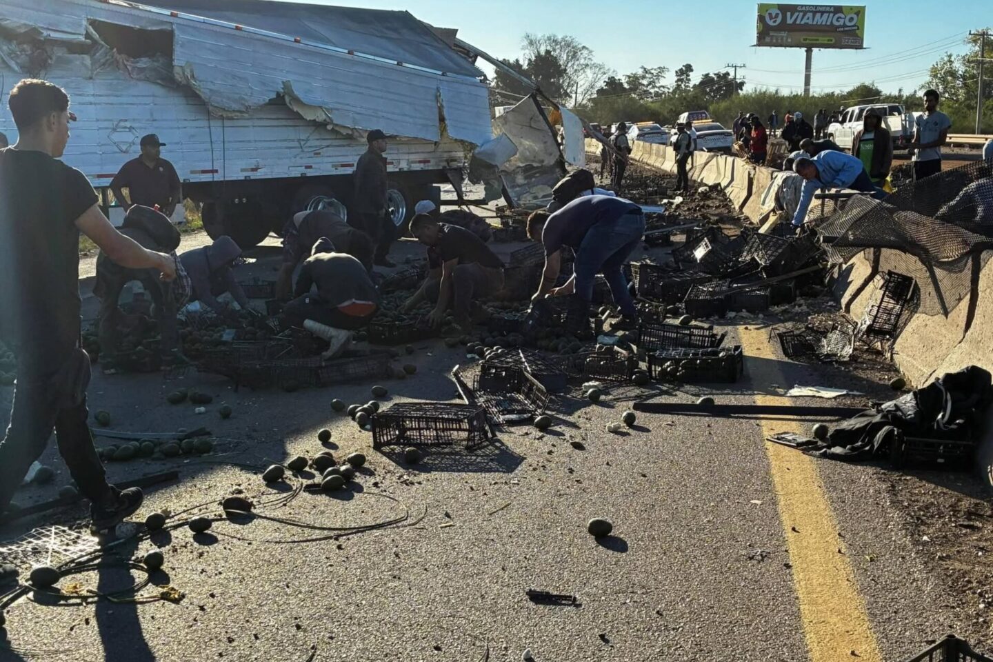 Rapiña y tráfico vial el resultado de volcadura de tráiler cargado de aguacate en la curva de Loma Dorada por la México 15