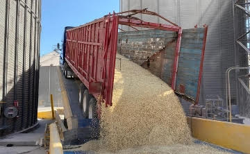 Bajo precio del maíz en el mercado mantiene en zozobra a los productores