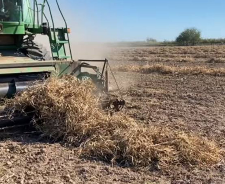 Trilla  de frijol se generaliza: Va a la baja el precio