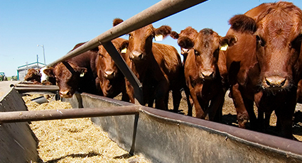 Ganadería sinaloense enfrenta retos clave: recuperar estatus zoosanitario